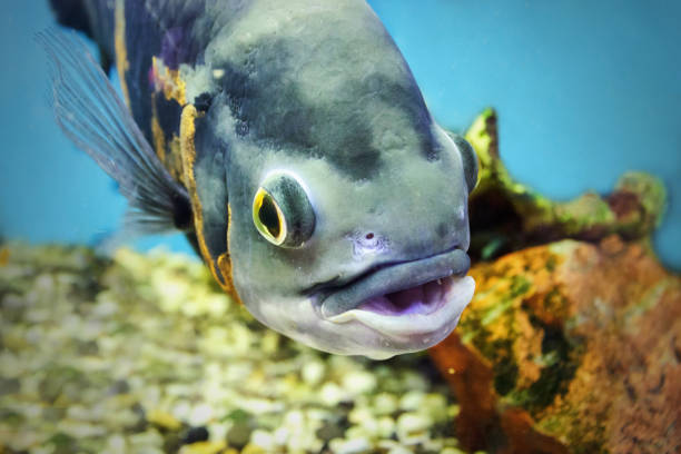 istock the fish in the aquarium 823581292