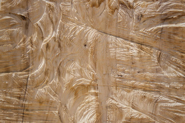 the image texture of the saw cut tree trunk