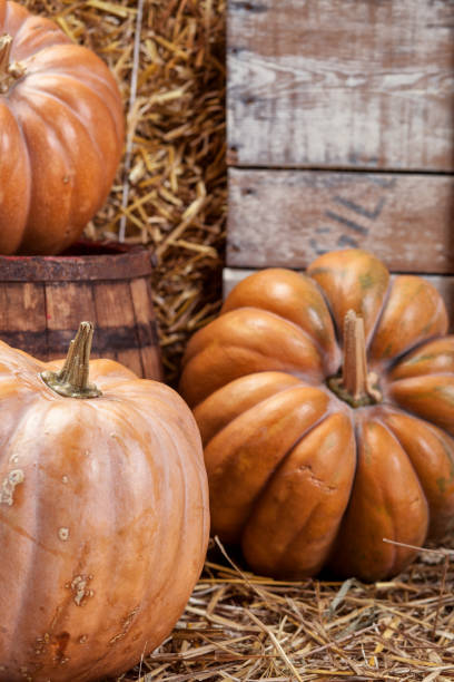 istock Pumpkins and straw in old barn 823587738