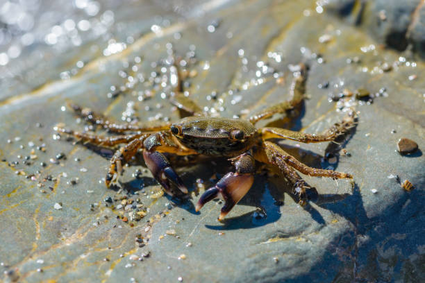 istock Small crab crawling on the large stones 823599322
