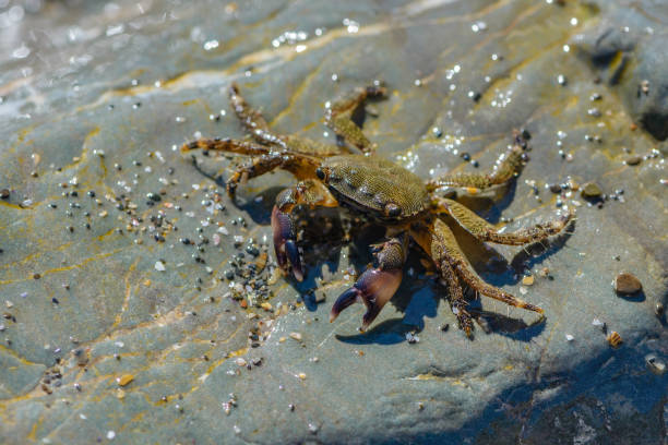 istock Small crab crawling on the large stones 823599392