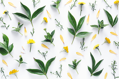 Arrangement with yellow flowers and green leaves on white background.