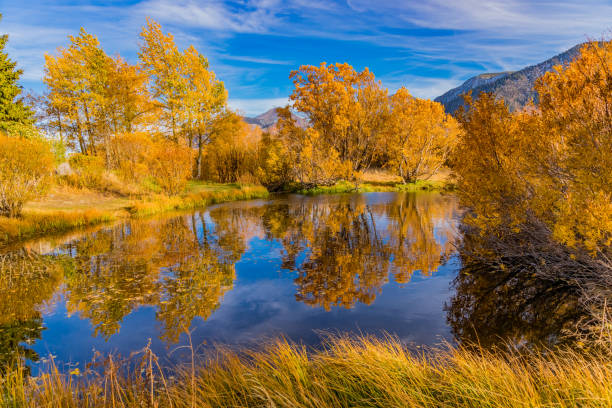 istock Autumn willow and aspen trees along Mammoth Creek Eastern Sierra Nevada Mountains, CA 823602600