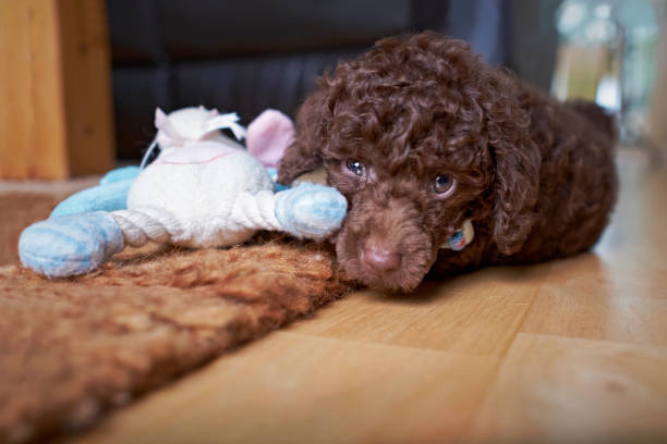 istock Miniature Poodle Puppy 823603124
