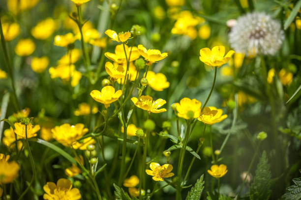 istock blooming flower in spring, buttercup, crowfoot, ranunculus 823603318