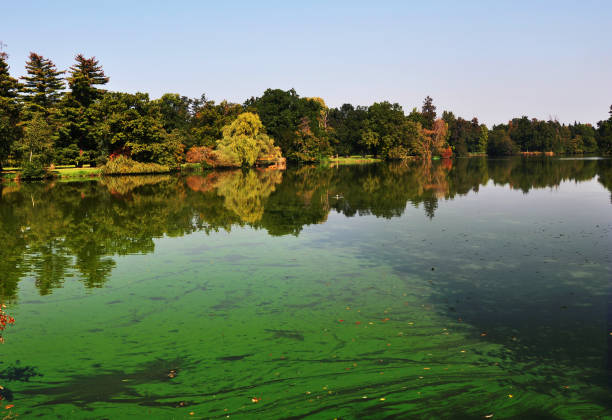 ein europäische teich bedeckt eine menge von cyanobakterien - algae slimy green water stock-fotos und bilder