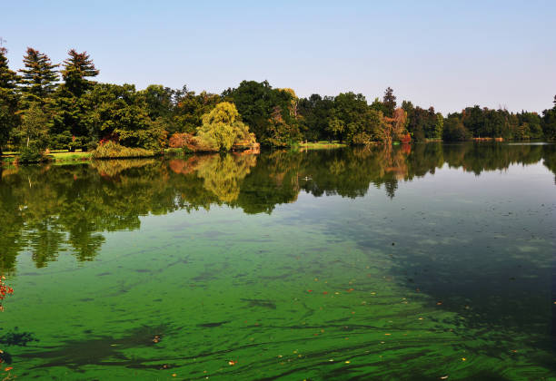 uma europeu lagoa coberta um monte de cianobactérias - algae slimy green water - fotografias e filmes do acervo