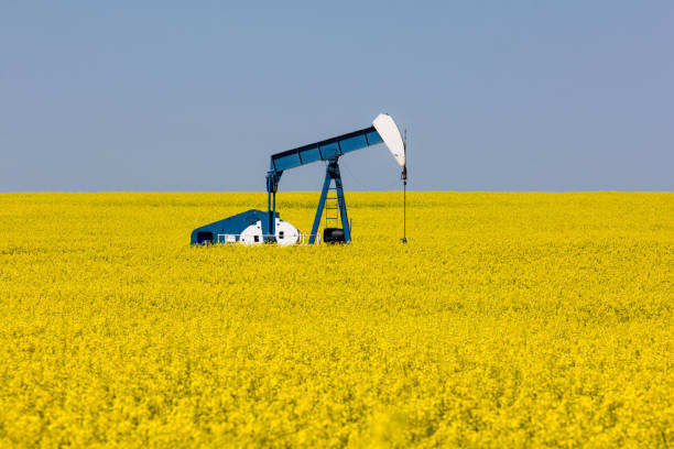 istock Canola Oil Well 823603678