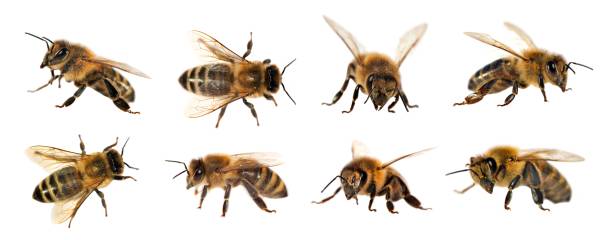 istock group of bee or honeybee on white background, honey bees 823607016