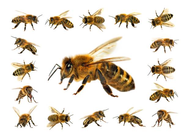 istock group of bee or honeybee on white background, honey bees 823607238