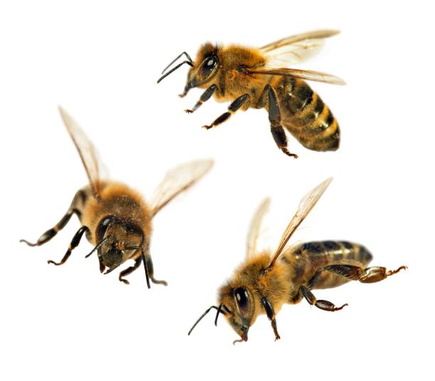 istock group of bee or honeybee on white background, honey bees 823607252