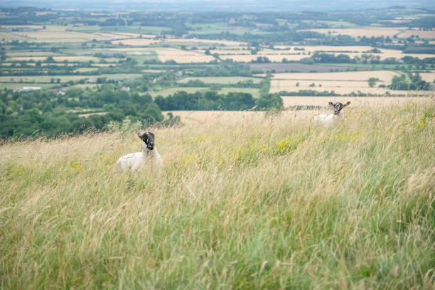 Sheep at Uffington White Horse Hill