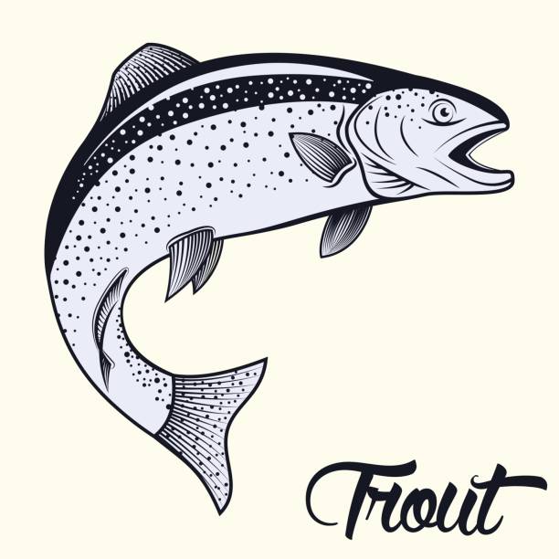 Jumping trout isolated Monochrome illustration of jumping trout isolated on white background, vector trout stock illustrations