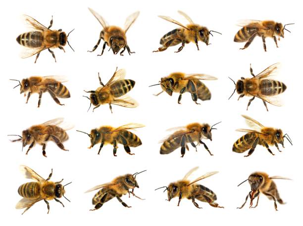 istock group of bee or honeybee on white background, honey bees 823614776