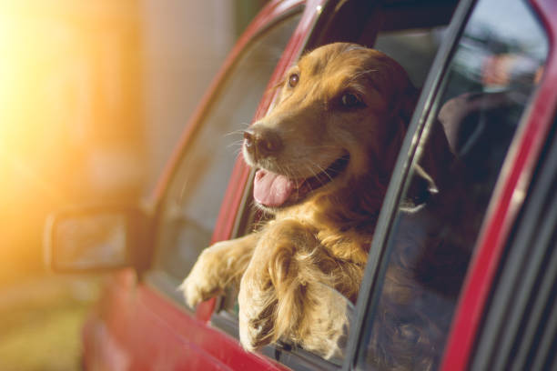 istock Golden Retriever Looking Out Of Car Window 823614976
