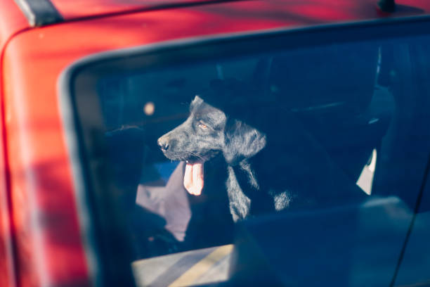 istock Dog Looking Out Of Car Window 823615644