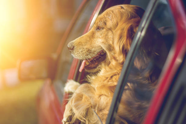 istock Golden Retriever Looking Out Of Car Window 823616082