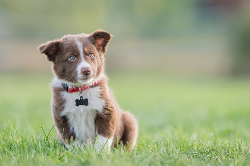 A small brown purebred border collie puppy is outside in the grass. In this frame the dog is sitting and looking directly into the camera.