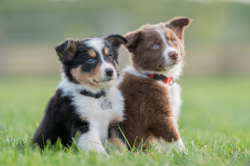 Two puppies are sitting next to each other outside in the grass facing the camera looking curious. The purebred border collies are brothers.