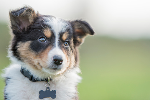A small purebred border collie puppy is sitting outside in the grass looking into the camera.