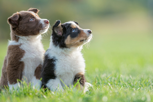 Two puppies are sitting next to each other outside in the grass facing the camera looking curious. The purebred border collies are brothers.