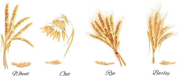 밀, 귀리, 호 밀 및 보 리의 귀. 벡터 일러스트입니다. - wheat whole wheat cereal plant rye stock illustrations