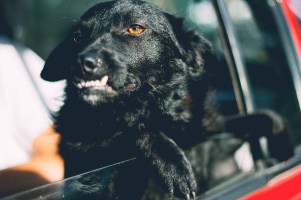 istock Dog Looking Out Of Car Window 823619342