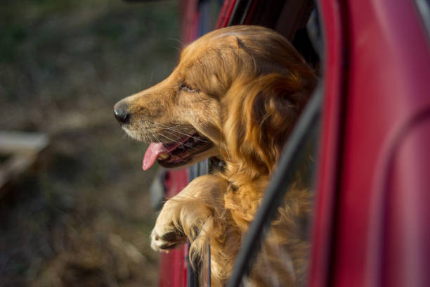 istock Golden Retriever Looking Out Of Car Window 823619480