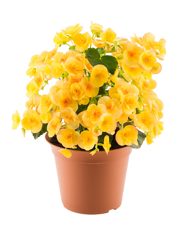 Yellow blossoming begonia in the brown flowerpot isolated on white background