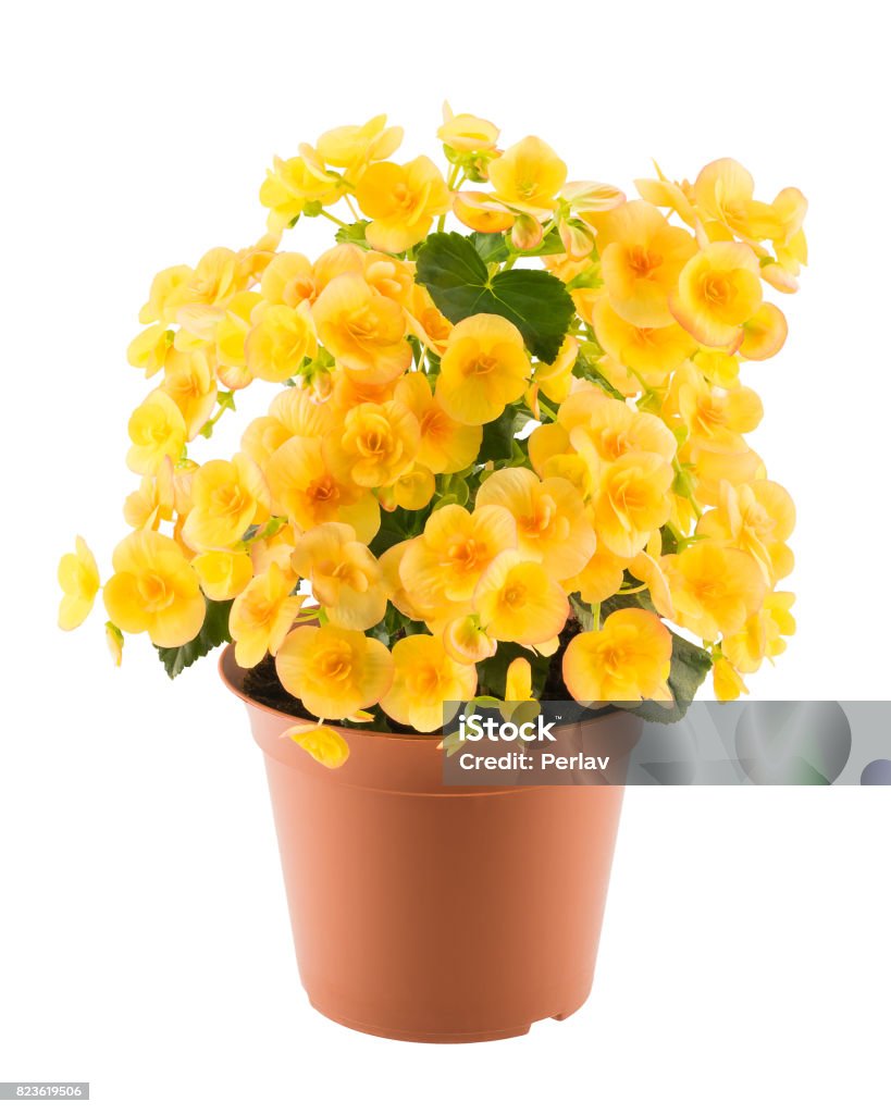Foto de Begônia Amarela No Vaso De Flores e mais fotos de stock de Flor -  Flor, Planta de Vaso, Amarelo - iStock