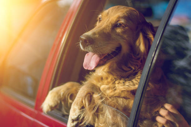 istock Golden Retriever Looking Out Of Car Window 823619604