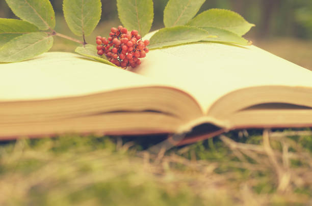 istock An open book on the grass decorated with a branch with berries. 823623282
