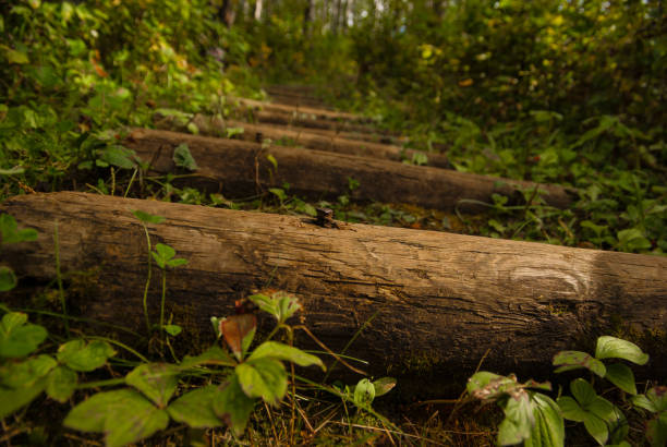 rustikale log-stufen auf einem bewaldeten pfad - prince albert national park stock-fotos und bilder