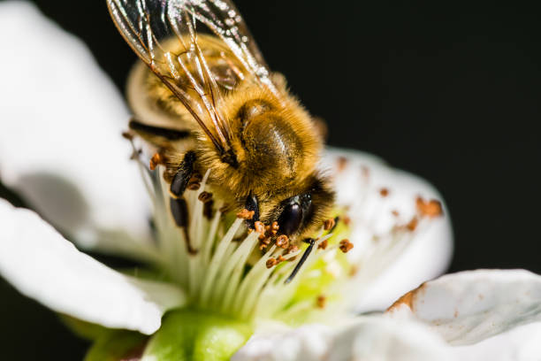istock The European bee pollinating a white small flower 823623934