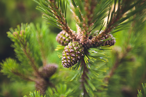 Pine tree branch with new cones