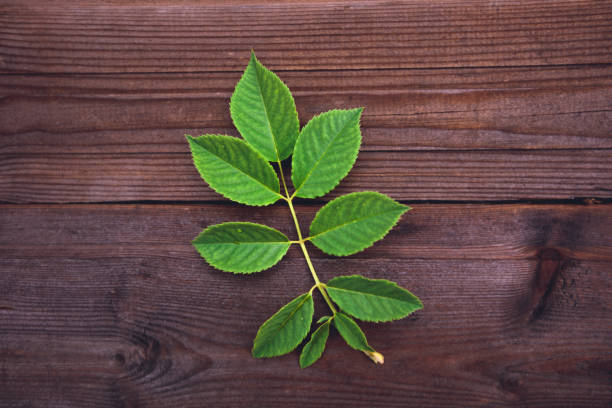 istock leaf of rose on a wooden background 823627444
