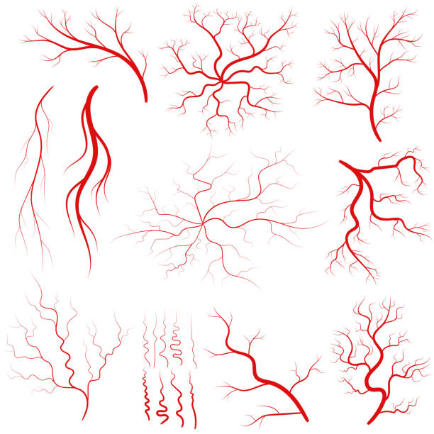 Vein set, Human vessel, eye veins vector Vein set, Human vessel, blood arteries, eye veins silhouette, health red artery system. Vector blood vessel stock illustrations