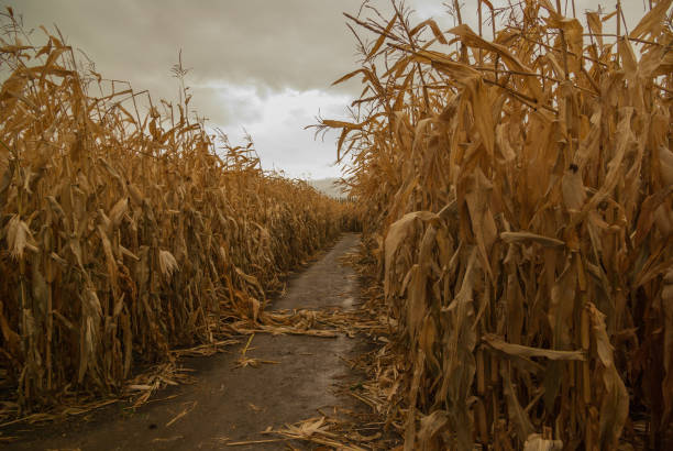 Lonely Corn Maze Path stock photo