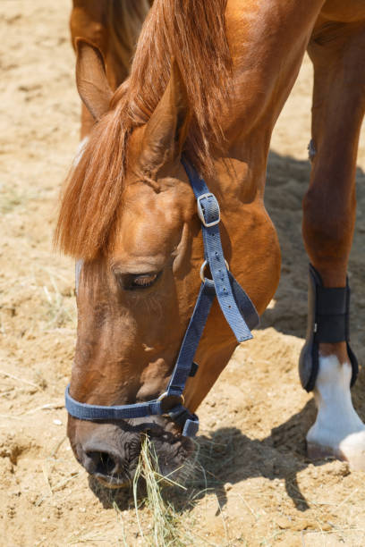 istock Purebred chestnut horse eats hay closeup on hot day 823631056