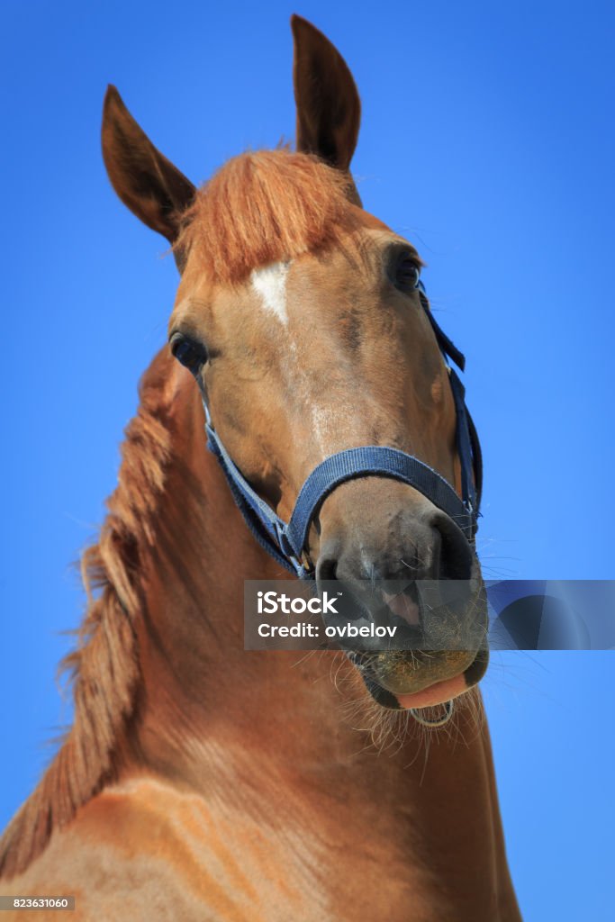 Retrato de um cavalo na frente de um céu azul