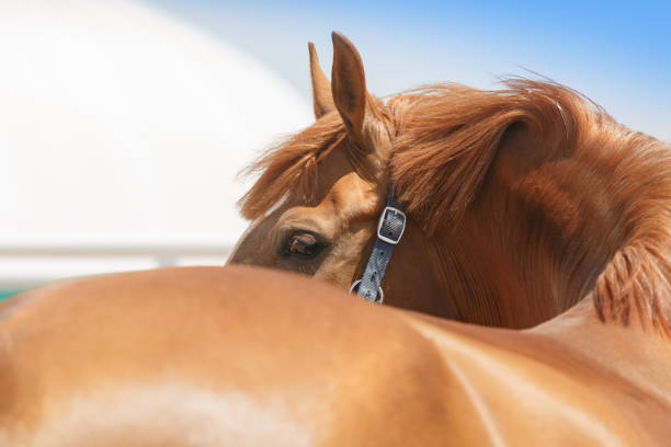 Horses graze in the field. Agriculture. Caring for horses.