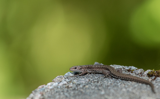 Viviparous lizard, Zootoca vivipara, resting on a rock on a summer day