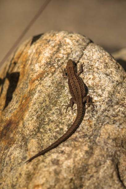 Viviparous lizard, Zootoca vivipara, resting on a rock on a summer day