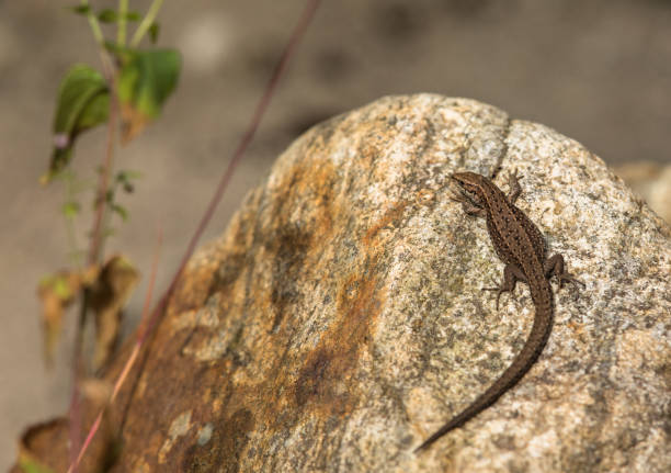 istock Viviparous lizard, Zootoca vivipara, resting on a rock 823632058