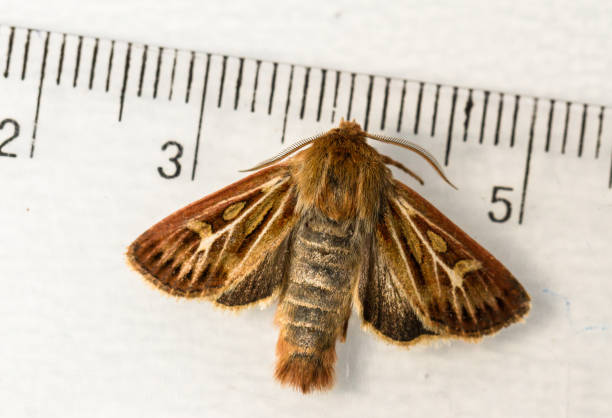istock The nocturnal antler moth Cerapteryx graminis on a white background with a measuring tool 823632200