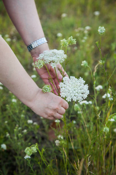 Collecting medicinal herbs stock photo