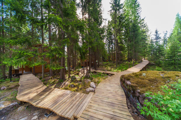 istock Wooden paths in the spring forest of Karelia 823651964