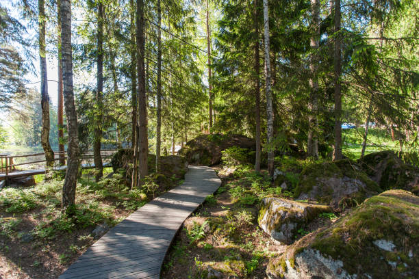 istock Wooden paths in the spring forest of Karelia 823652182