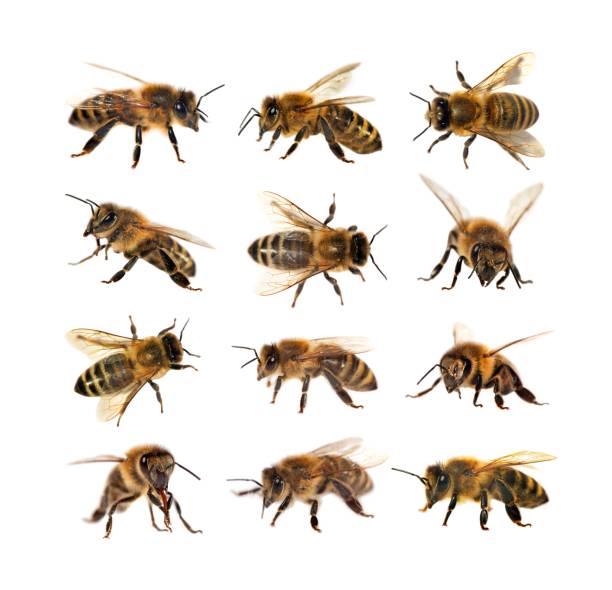 istock group of bee or honeybee on white background, honey bees 823652252