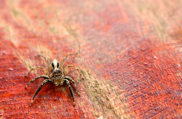 istock The little colorful spiders collection 823654614